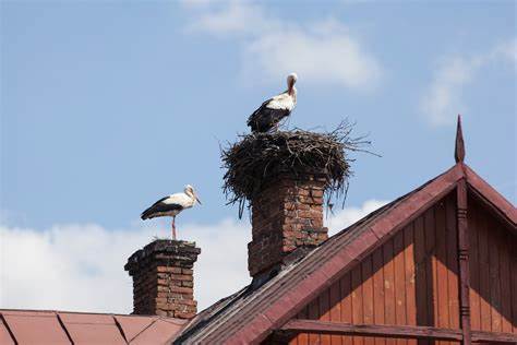 NEST removal